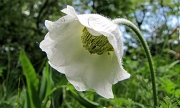 19 Anemone narcissiflora